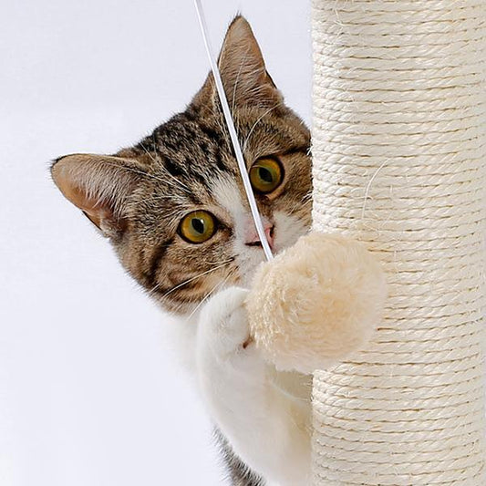 Indoor Cat Soft Scratching Post And Interactive Ball Toy